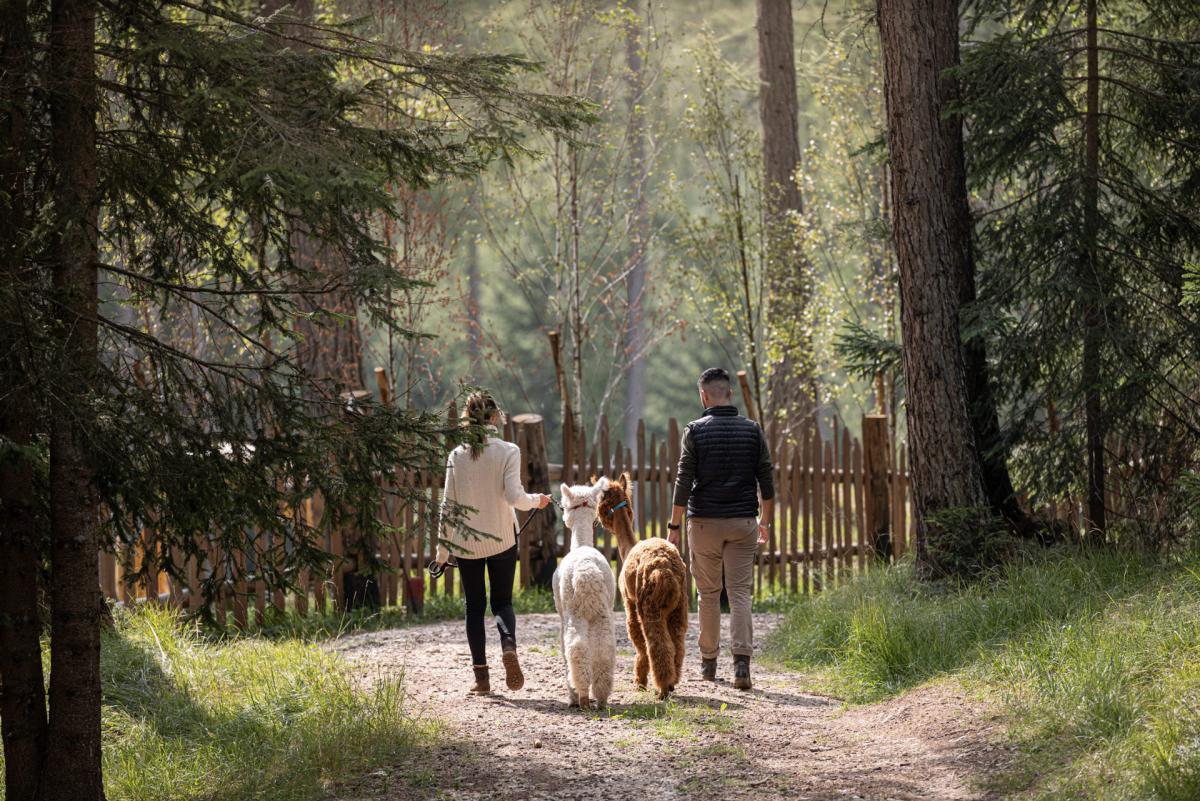 Passeggiata con gli alpaca